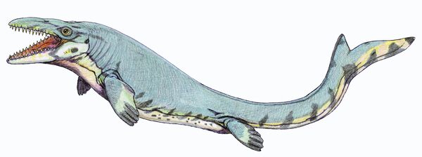 An artists reconstruction of the Mosasaurus beaugei whose fossils are found in the Late Cretaceous phosphate deposits of Morocco.  By Dmitry Bogdanov